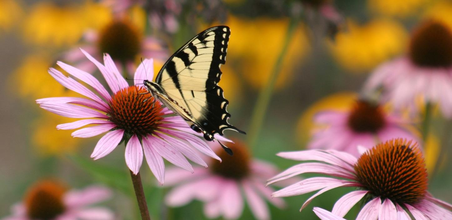 Southeast Michigan Resilience Fund Awards 1.6 Million to Improve